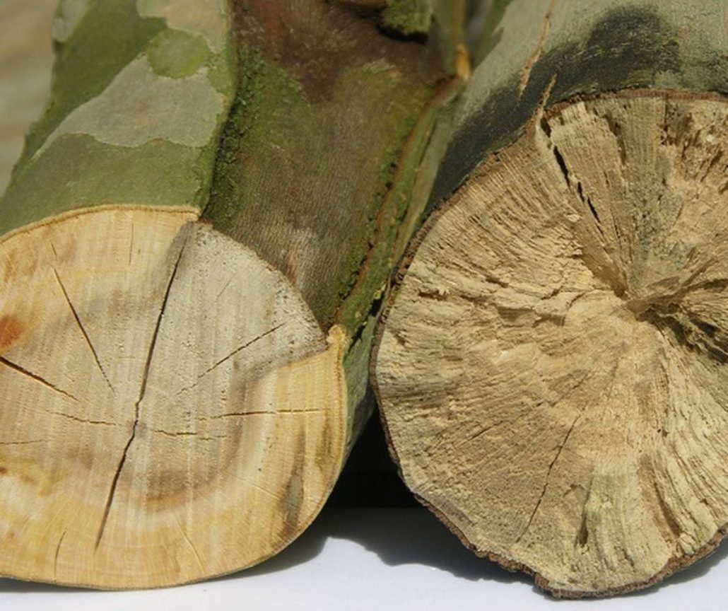 Представитель Семейства Massariaceae
